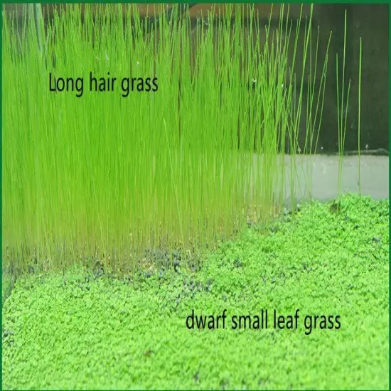 2 Pack Aquarium Grass Aquarium Water Grass Aquarium Small Leaf Grass and Long 