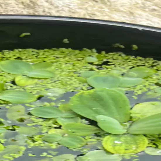 Handful of duckweed at your doorstep