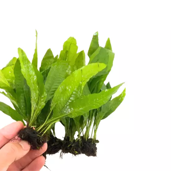 Pack 5 Java Fern Loose Live Plants Freshwater Fish Tank Decoration Aquarium