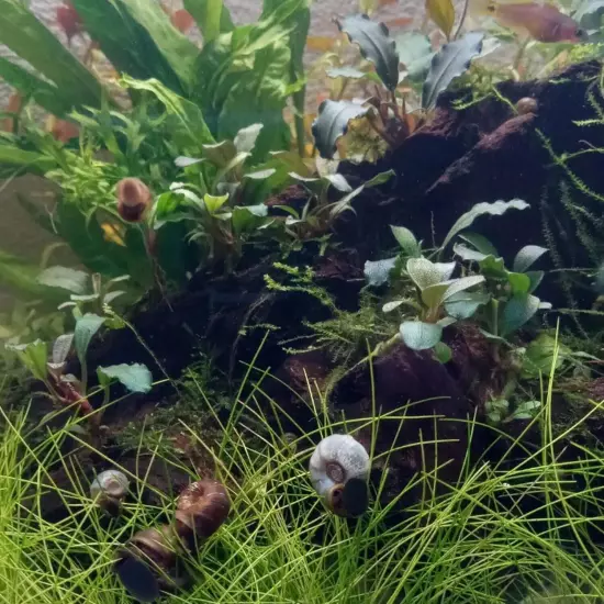 Package 6 Cups Dwarf Hairgrass Eleocharis Parvula Live Plants Fish Aquarium Tank