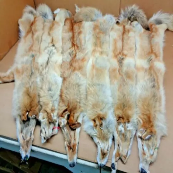 Tanned Western XXL HVY Rare Red Coyote Hide Slight Damage/Furs/Taxidermy/Crafts