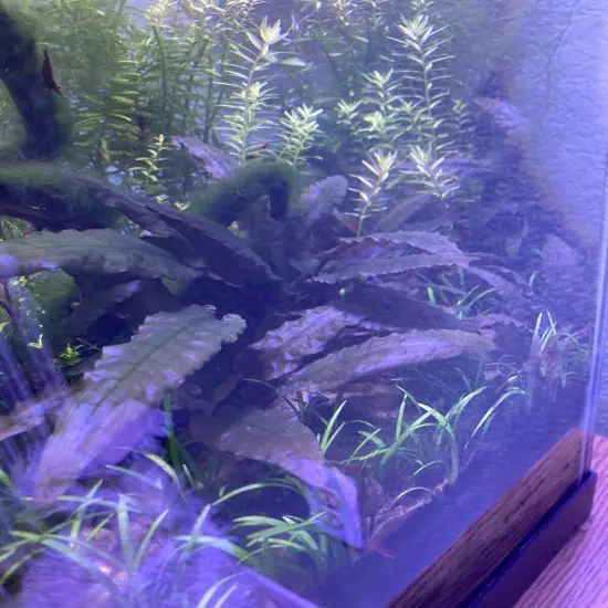 Cryptocoryne Wendtii Live Aquarium Plants