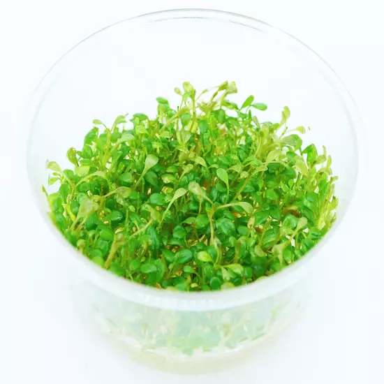 Buy2Get1Free Glossostigma Elatinoides Tissue Culture Live Aquatic Plant Decor