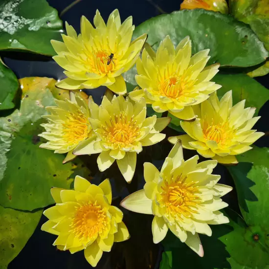 Buy2Get1Free Yellow Chromatella Hardy Waterlily Live Freshwater Plant Pond Tank