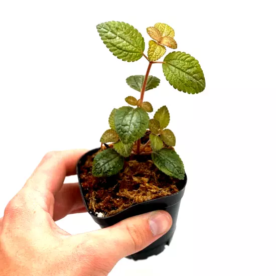 Pilea Moonlight (2.5" Pot) / Live Terrarium Plant / Rare Plant