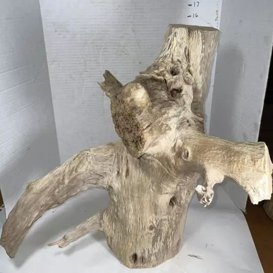 Driftwood 16” Tall 19” WideTaxidermy Beach Lake Mountain House Wedding Reception