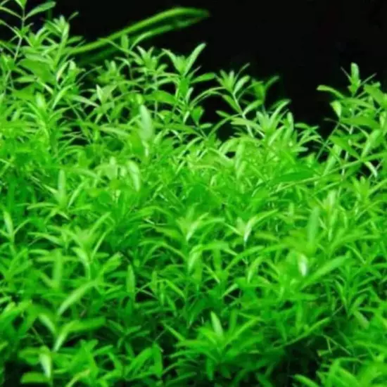 Pearl Weed (Hemianthus micranthemoides) – Live Aquatic Plant for Aquascaping and