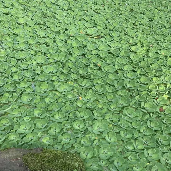 10 Water Lettuce & Duckweed Aquatic Floating Water Pond Plants (PRIORITY MAIL)