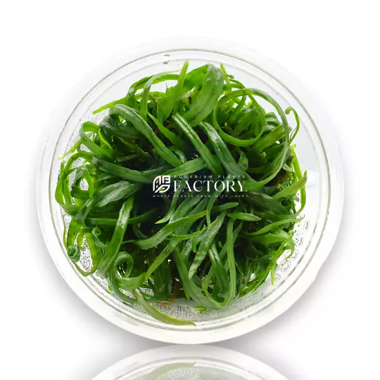 Java Fern Needle Leaf Tissue Culture