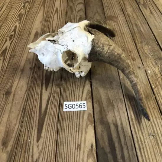 Hill country goat skull wildlife ranch hunting outdoors man cave rustic SG0565