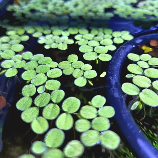 Water Spangles (Salvinia minima) – 10-15 Live Floating Plants for Aquariums, Pon