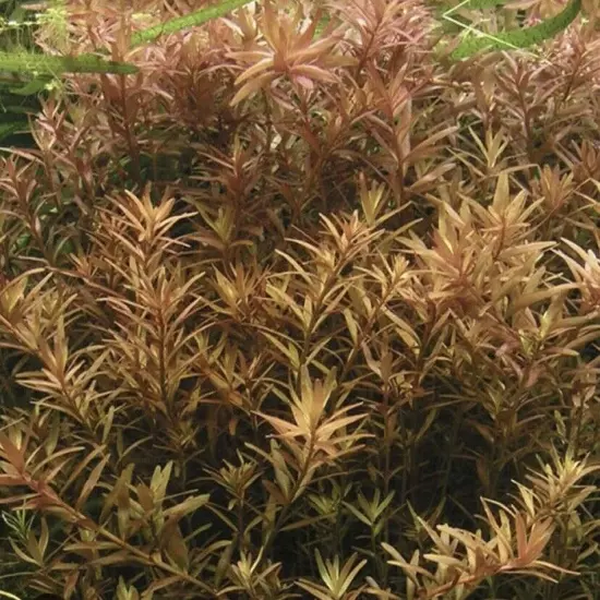 BUY 2 GET 1 FREE | Rotala Rotundifolia | Live Aquatic Aquarium Plant 15 STEMS