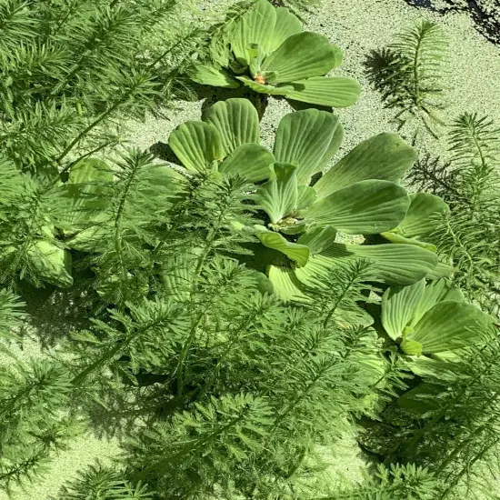 Water Lettuce (1) & Duckweed Aquatic Floating Water Pond Plants