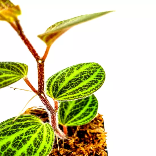 Peperomia "Tingo Maria" (2.5" Pot) Live Rare Terrarium Vivarium Plant Dart Frog