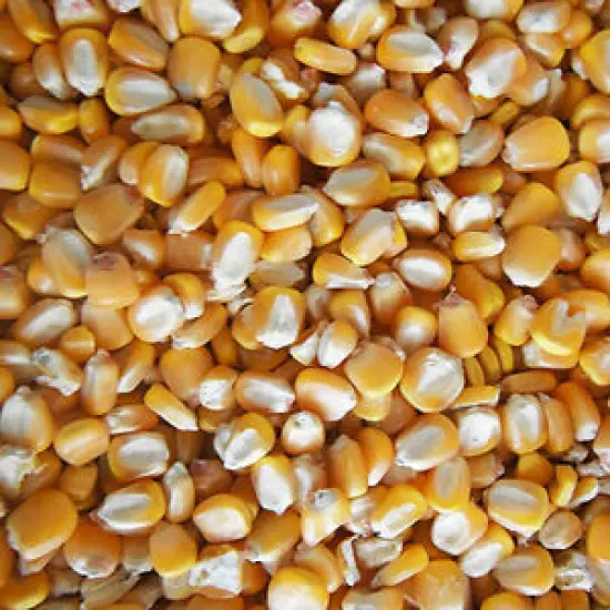 Whole Maize 25kg bag Best Quality French Small Roundberry Free Next Day Delivery