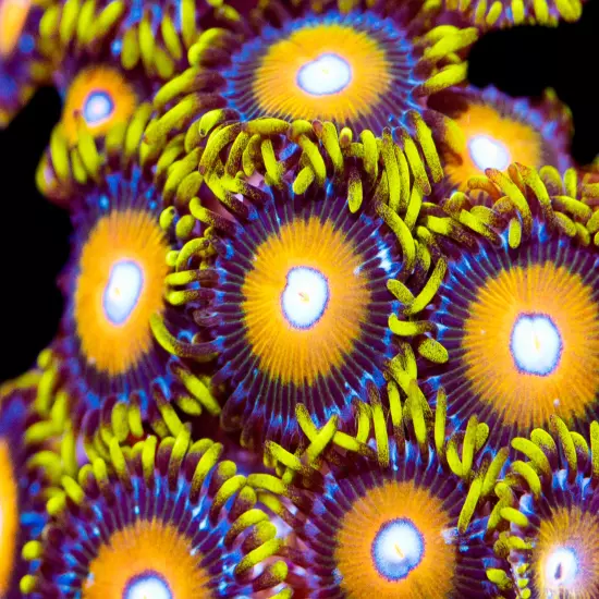 Super Saiyans Zoanthids 2p, WYSIWYG Coral