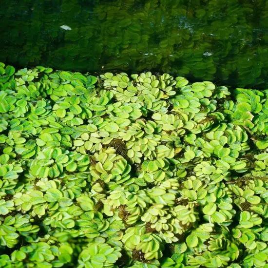 10 Salvinia Minima Live Floating Aquatic Plant Freshwater Aquarium & Pond Plants