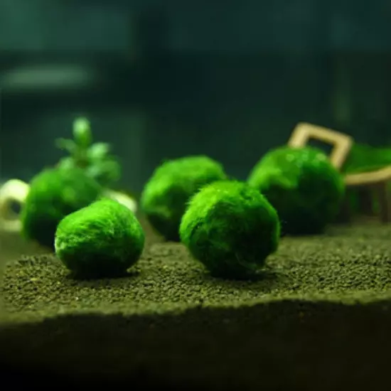 Marimo Moss Ball Aegagropila Linnaei MEDIUM Live Aquarium Plant 4-5cm USA