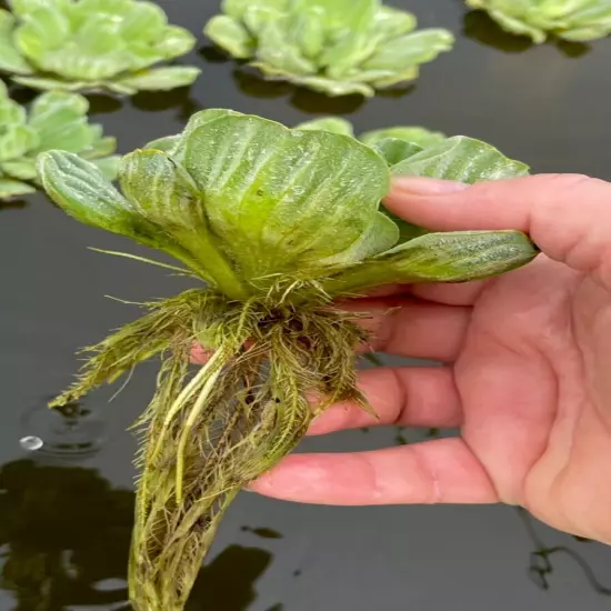 6 WATER LETTUCE FLOATING KOI POND PLANT NATURAL FILTRATION BEAUTY & BENEFITS