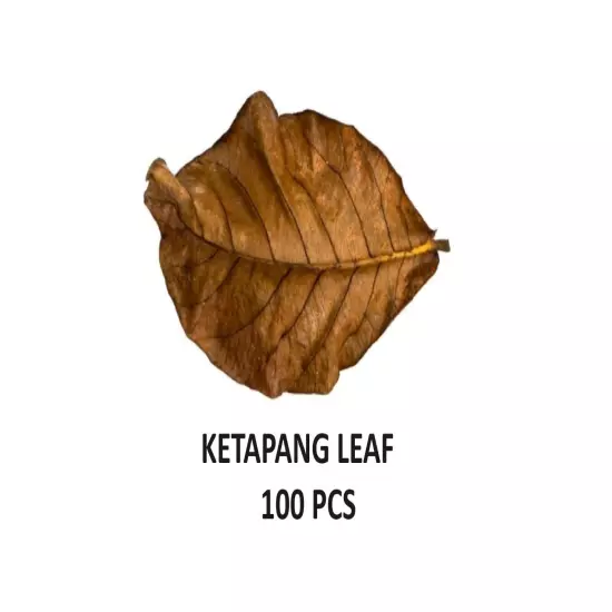 Catappa Indian Almond Leaves Ketapang Leaf Shrimp Betta Fish-Fresh 50Pcs