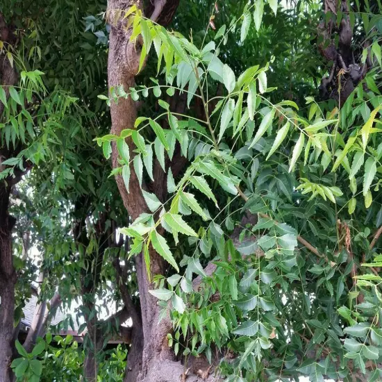 Freshly Picked Dried NEEM LEAVES Ceylon Herbal Pure Organic Premium Quality Herb