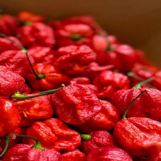 Whole Dried Carolina Reaper Pepper Pods World Hottest Best Quality Organic