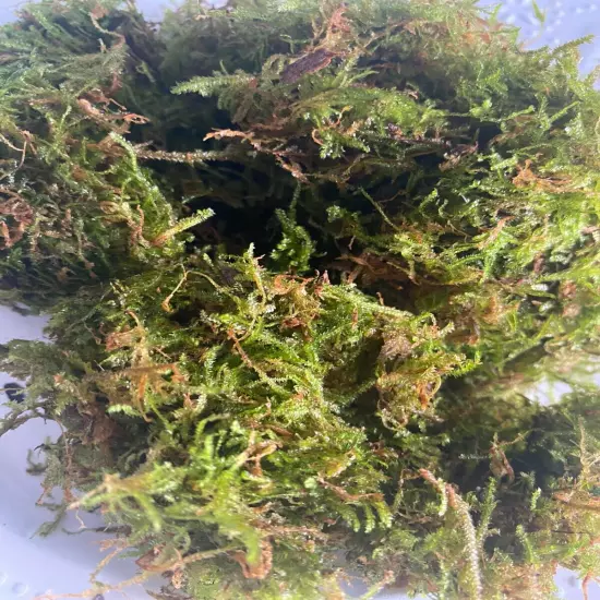 BUY 2 GET 1 FREE Live Christmas Moss Vesicularia montagnei Aquarium Plant