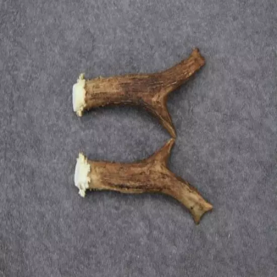 SET OF ROE DEER ANTLERS (PAIR, HORNS, CABIN, KNIFE, CARVING, HUNTING, TAXIDERMY)