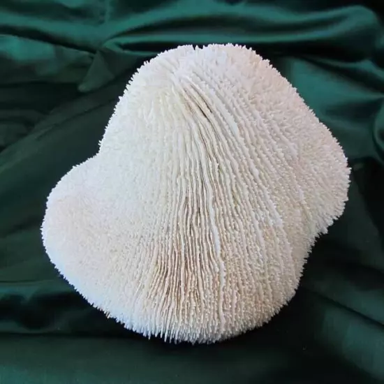 White Natural Hard Coral Ocean Marine Salt Water Aquarium Decor Art 8 x 6”