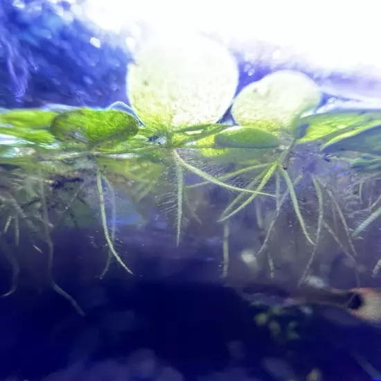 Salvinia Minima And Duck Weed