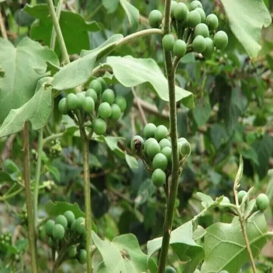 new dried turkey berry leaves 10+ pure organic natural solanum torvum leaves