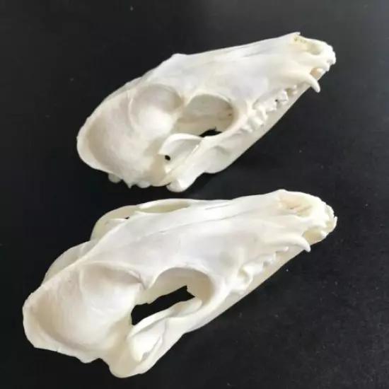 2 pcs Real Raccoon Skull taxidermy real bone skeleton Christmas decoration gift