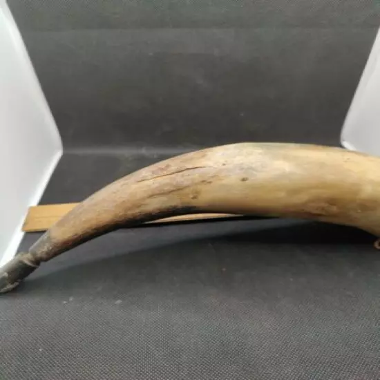 Large Curved Black Powder Horn