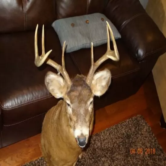 Wisconsin Buck deer taxidermy mount