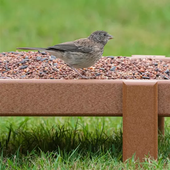 Morning Song Dove & Ground Feeding Wild Bird Food Quail Pigeon