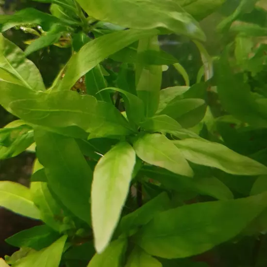 Package Bundle Nomaphila Siamensis Dwarf Hygrophila Aquariums Live Plants Tank