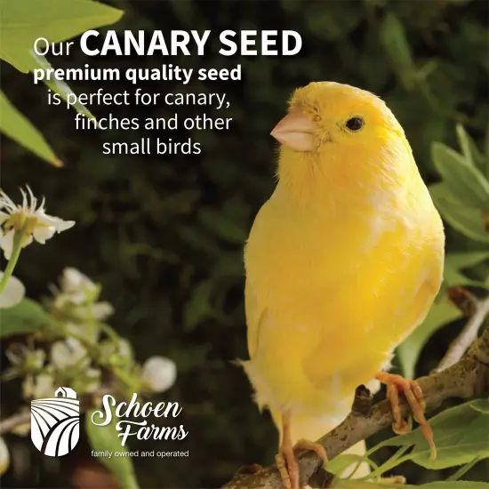 Premium Canary Seed for Birds (5 LBS)