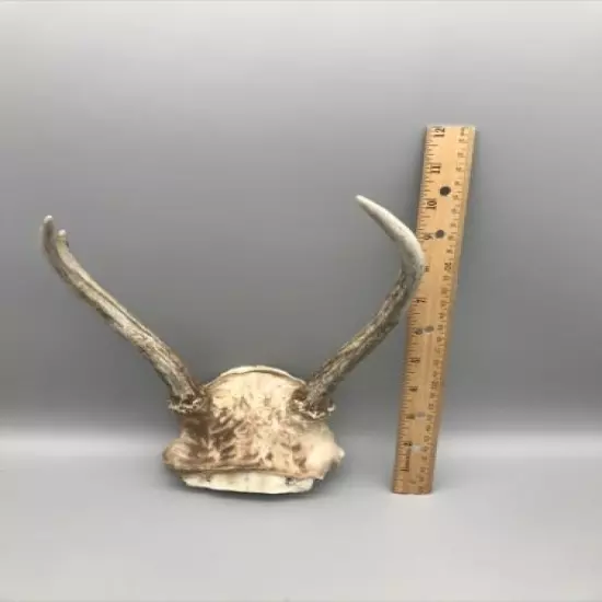 Small Mammal Antlers/Horns￼