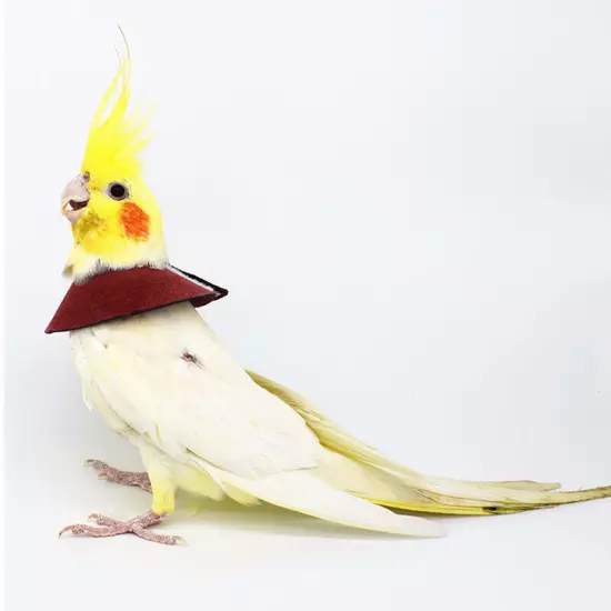 Parrot Protection Cone Neck Birds Elizabethan Collar Recovery Collar Bird Cloak