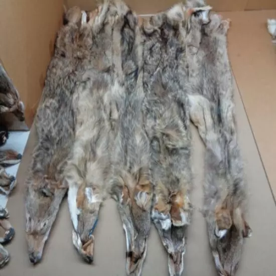 Tanned #4 Bad Damage Coyote Hide/Furs/Taxidermy/Crafts