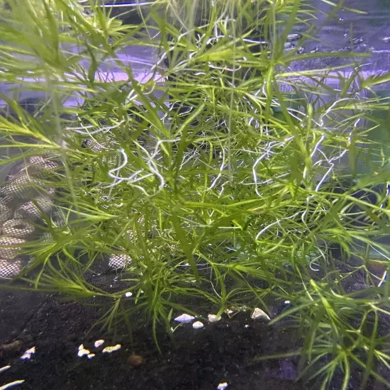 Guppy Grass - Floating Live Aquatic Plant - Fresh Picked - Free Shipping