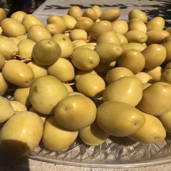 10 LB YELLOW BARHI DATES. CALIFORNIA FRESH. FREE FAST SHIPPING