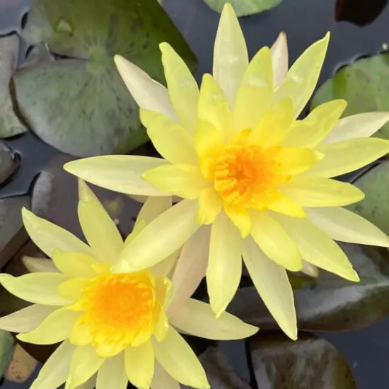 Buy2Get1Free Yellow Charlene Strawn Hardy Waterlily Live Pond Plants Flower Fish