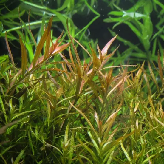 Package Bundle Ludwigia Arcuata Aquarium Plants & Shrimp for Freshwater Tanks