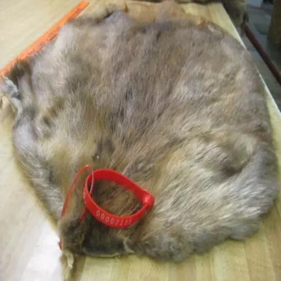 Tanned Beaver Hide Trapping Fur Coats Fur Craft #00002155 Row A-4