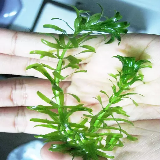 Green Tropical Live Aquarium Plants Freshwater Aquatic Pond Water Decorations 