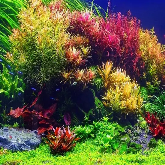 75 Stems! Aquarium plant package! Assorted Variety! READ DESCRIPTION!