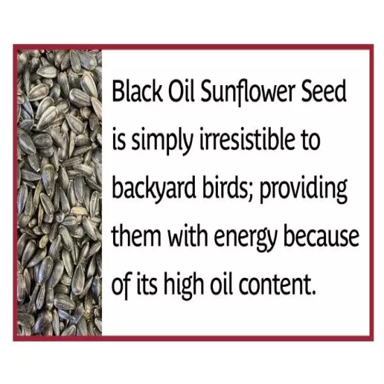 Pennington Select Black Oil Sunflower Seed Dry Wild Bird Feed, 40 lb. Bag,1 Pack