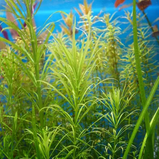 Package Bundle Pogostemon Octopus Live Plants for Aquariums Ideal for Fish Decor