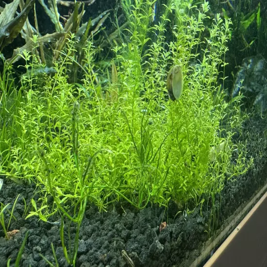 Pearl Weed (Hemianthus Micranthemoides) - Live Aquatic Plant